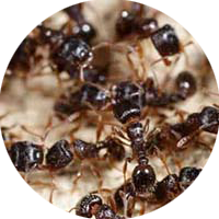 Picture of Pest Control