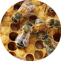 Picture of Bee Removal