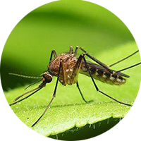Picture of Mosquito Control