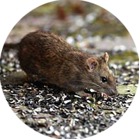 Picture of Rodent Control