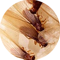 Picture of Termites