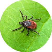 Picture of Flea & Tick Control