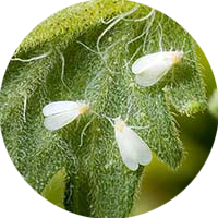 Picture of Whitefly Treatment